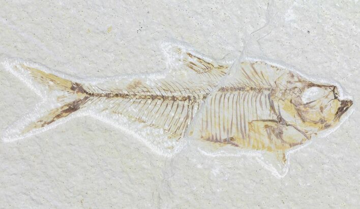Diplomystus Fossil Fish - Wyoming #59836